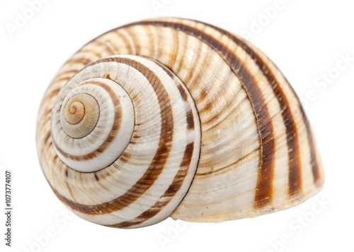 Seashell Close-Up of Beautiful Spiral Seashell with Natural Stripes on Transparent White Background PNG