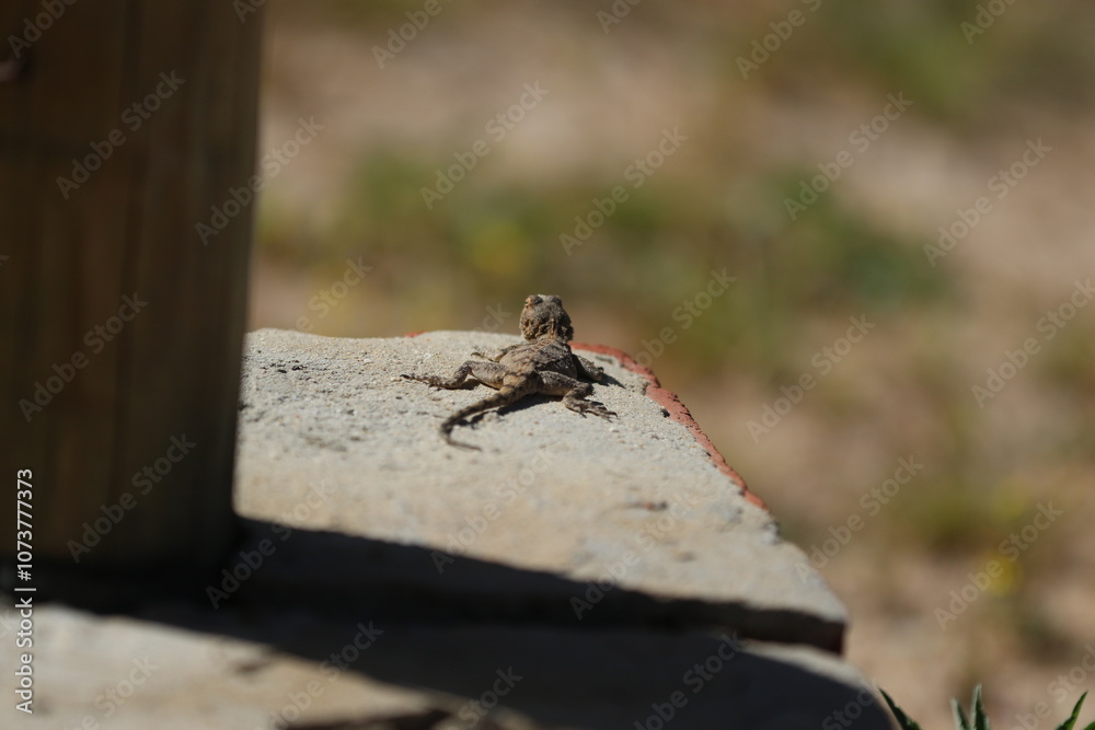 Obraz premium Lizard in the sun