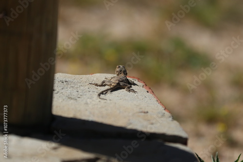 Lizard in the sun