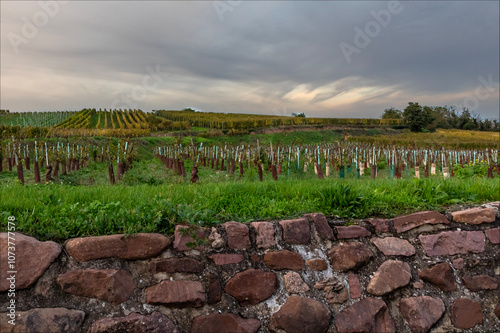 Sunset over the vineyards of Equisheim and new vines in sleeves to protect them photo