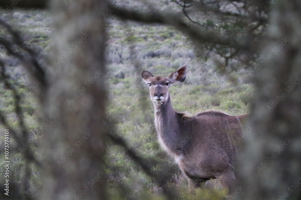Deer hiding behind some trees Deer hiding behind some trees