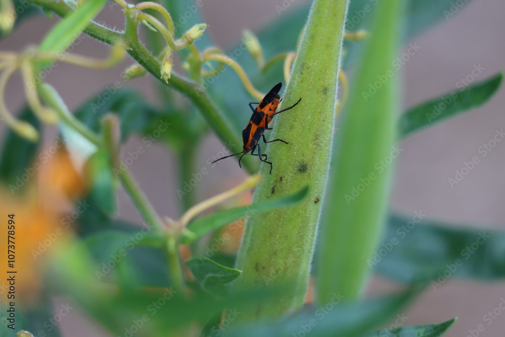 Milkweed bug on butterfly milkweed Milkweed bug on butterfly milkweed