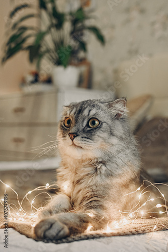 Obraz na plátně A cat and a Christmas garland