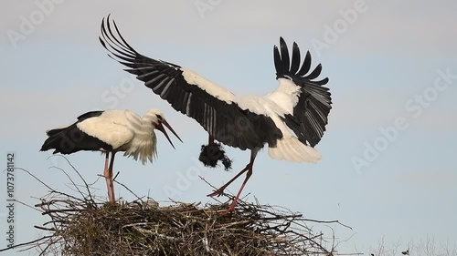 White stork (ciconia ciconia) in flight arriving at the nest with branches in slow motion. Bas rhin, Alsace, France