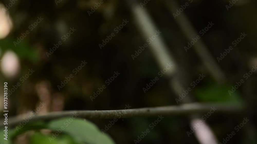 House wren (Troglodytes aedon) going to the nest to feed its chicks. Bas rhin, Alsace, France House wren (Troglodytes aedon) going to the nest to feed its chicks. Bas rhin, Alsace, France