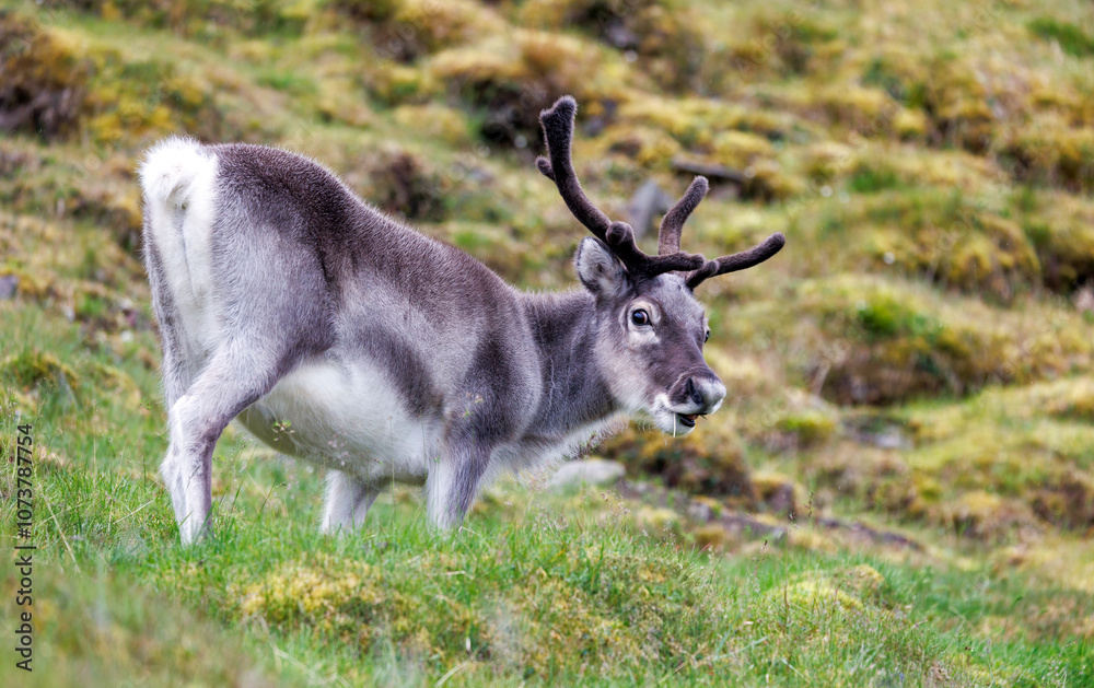 Young reindeer, Rangifer tarandus, grazing on the tundra of Spitsbergen, Svalbard, a Norwegian archipelago between mainland Norway and the North Pole Young reindeer, Rangifer tarandus, grazing on the tundra of Spitsbergen, Svalbard, a Norwegian archipelago between mainland Norway and the North Pole