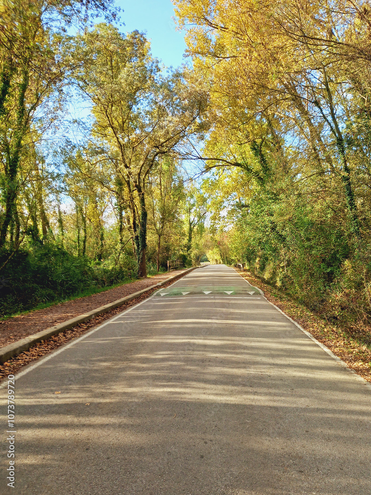 Naklejka premium Lonely asphalt road in leafy wooded area. Bank forest. Parks and gardens. Nature trails and walks.