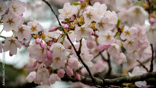Cherry Blossoms (Sakura) beauty