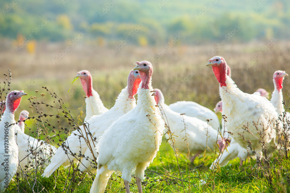 Fototapeta premium A group of white turkeys was walking around the farm.