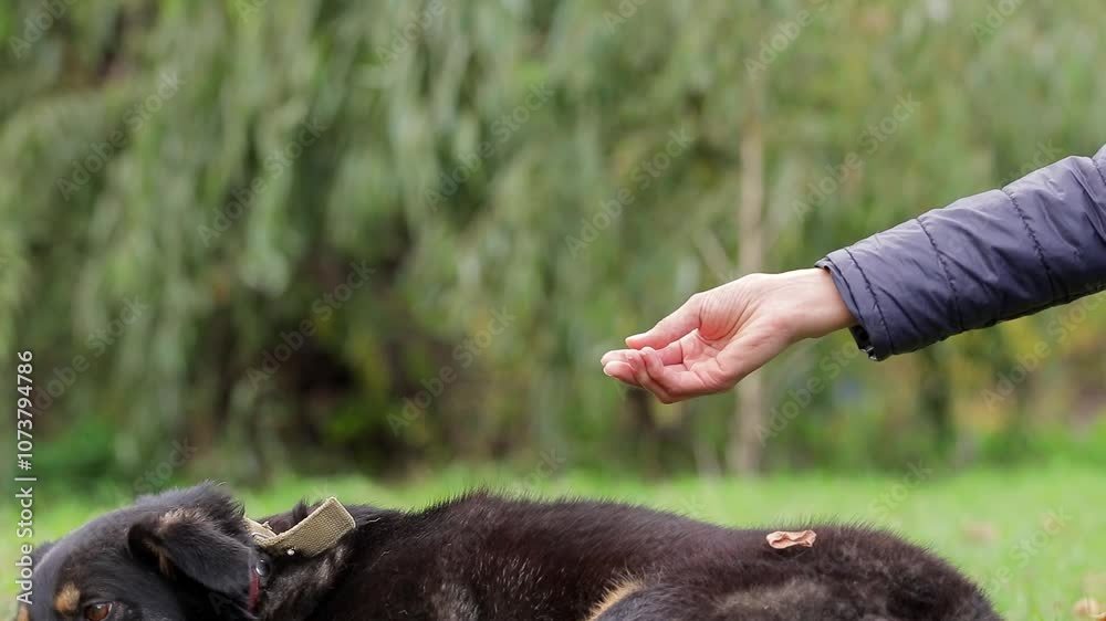 Young woman feeding dog treat in park. Owner trains dog and treats her pet with treat. Best friend. Slow motion shooting. Young woman feeding dog treat in park. Owner trains dog and treats her pet with treat. Best friend. Slow motion shooting.