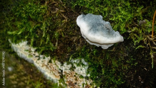 Wild mushrooms grew in the forest photo