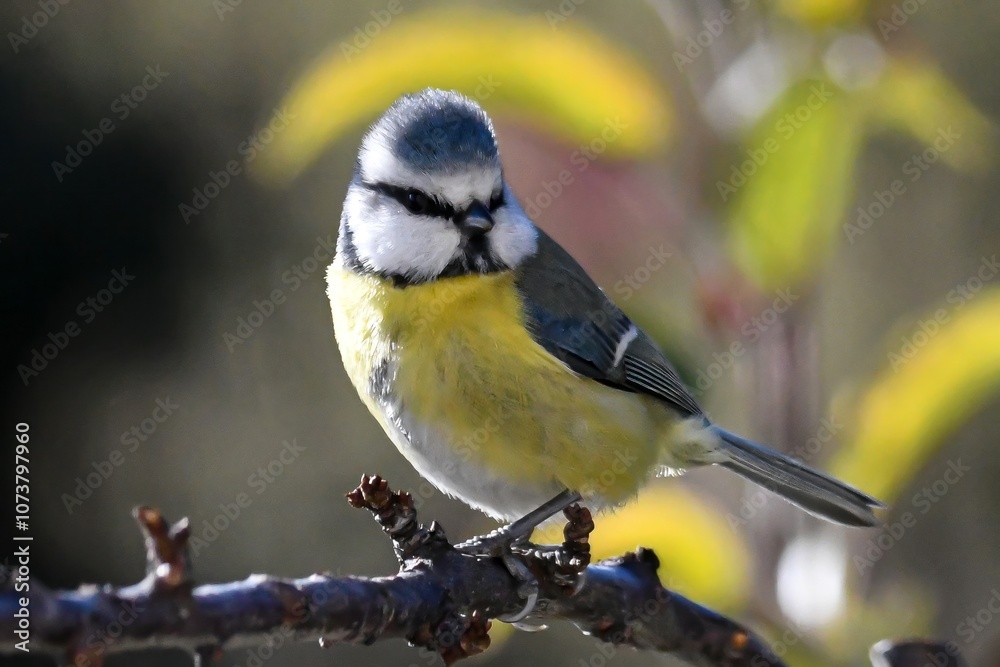 Obraz premium Una cinciarella (Cyanistes caeruleus) appollaiata su un ramo di un cespuglio si guarda intorno con curiosità. 