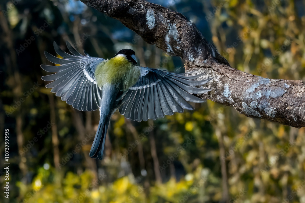 Fototapeta premium Cinciallegra (Parus major) vista da dietro mentre si avvicina a un ramo alto con le ali spiegate per appollaiarsi su di esso. 
