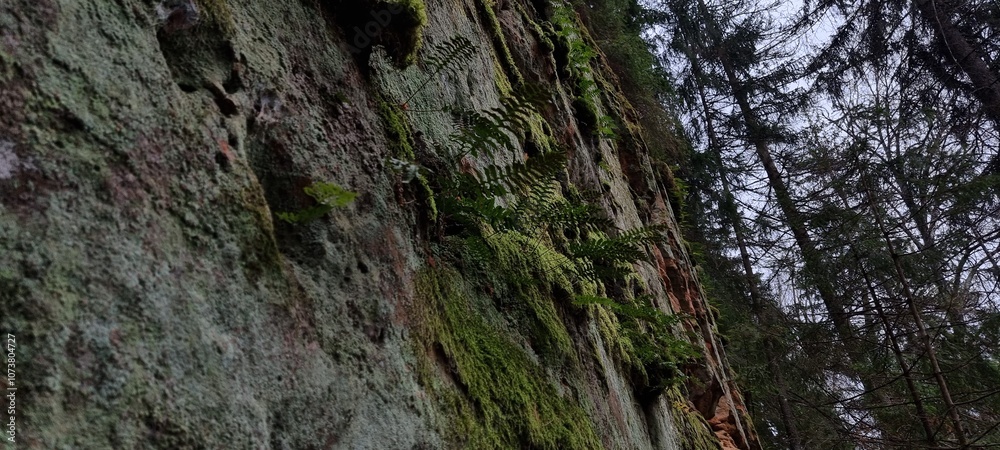 Licu-Langu cliffs, Latvian city of Liepa, late autumn Licu-Langu cliffs, Latvian city of Liepa, late autumn