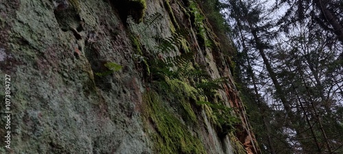 Licu-Langu cliffs, Latvian city of Liepa, late autumn photo