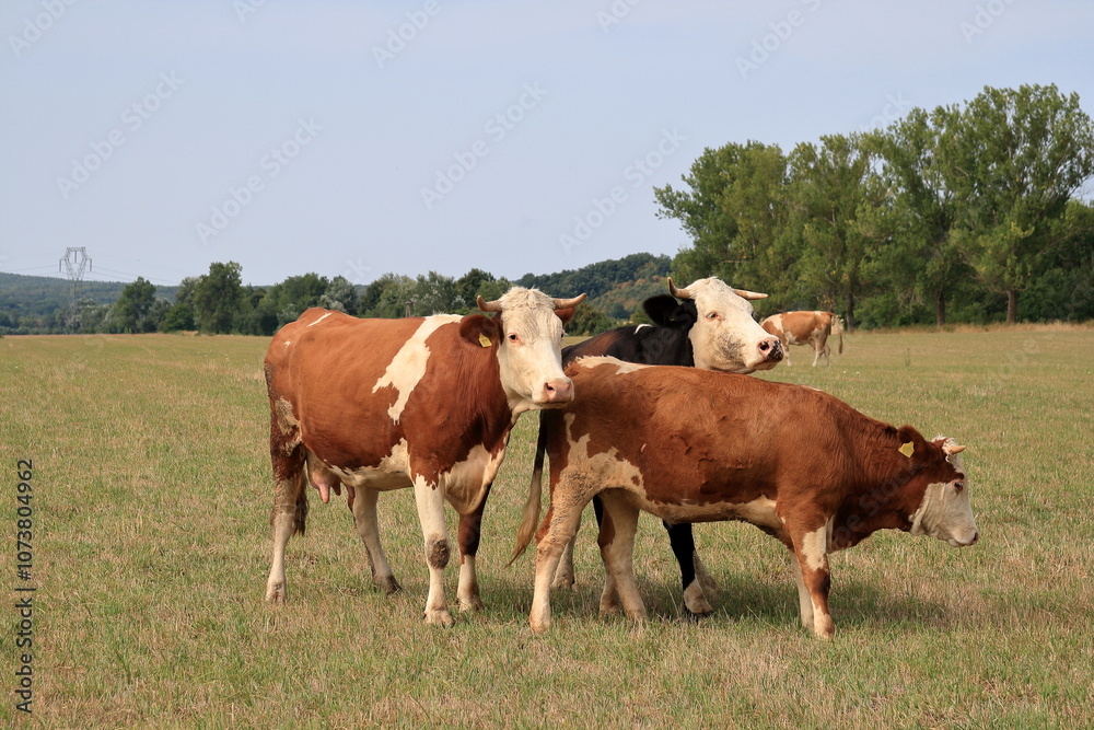 Grazing cow. Grazing cow.