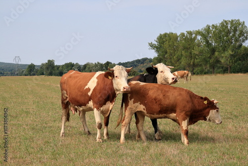 Grazing cow.