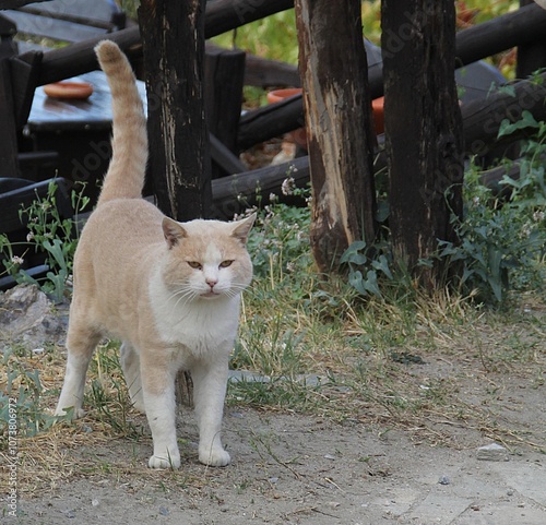 beige cat, cat in Greece, wild cat, cat with thick fur, white and beige kitten
