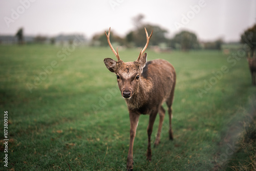 japanese deer on the farm