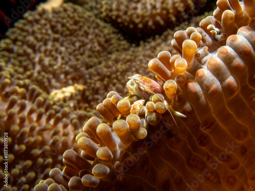 Neopetrolisthes maculata, Spotted porcelain crab on a sea anemone in Puerto Galera, Philippines. They are named porcelain crabs because they shed limbs very easily - probably to distract predators photo