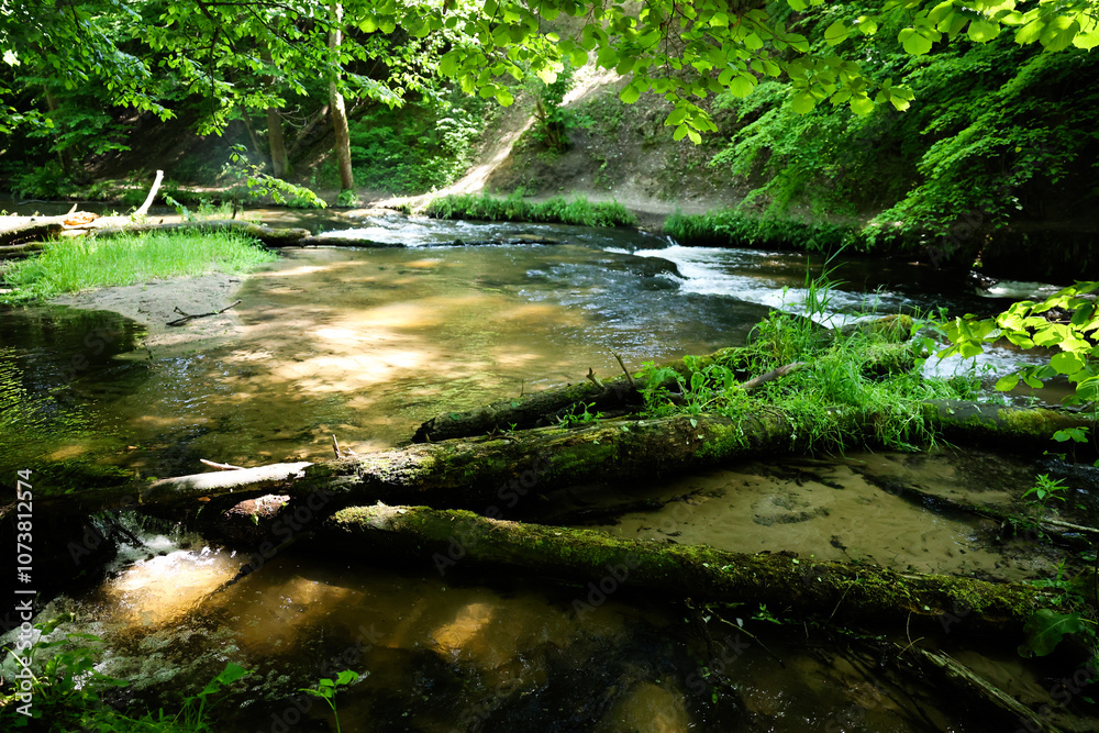 river in the forest river in the forest