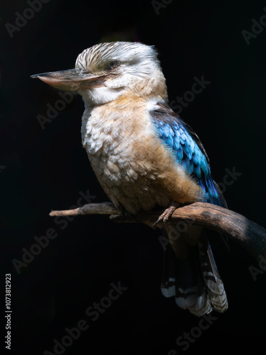 Fotografie Perching Blue-winged Kookaburra (Dacelo leachii)