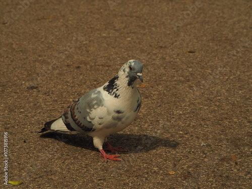 Feral pigeon (Columba livia domestica). Colorful single domestic pigeon on the ground