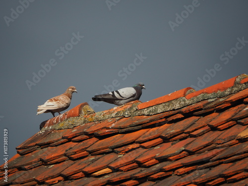 Feral pigeons (Columba livia domestica) on red roof. Two pigeons on an old roof