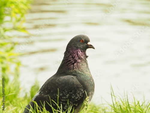 Feral pigeon (Columba livia domestica). Close up of single domestic pigeon