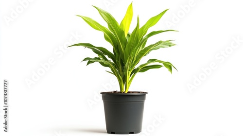 Corn plant in a pot viewed from the front isolated on a white background