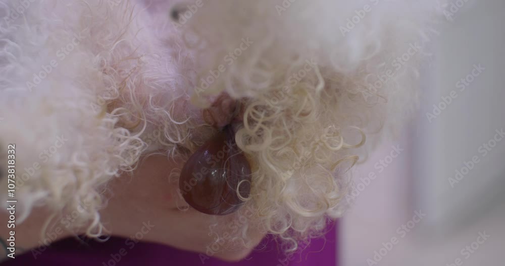 A large piece of amniotic sac protruding from a dog's vagina during labor. A veterinarian gently holds a dog in labor while carrying her to the maternity ward of a veterinary clinic.