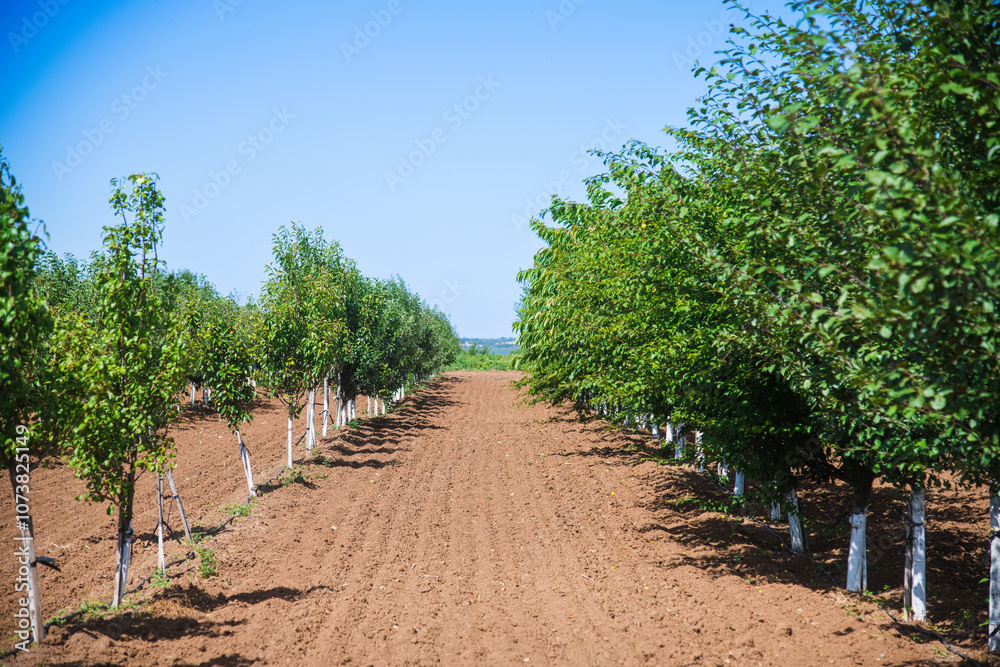 Beautiful rows of young green fruit trees are swaying in the wind Beautiful rows of young green fruit trees are swaying in the wind