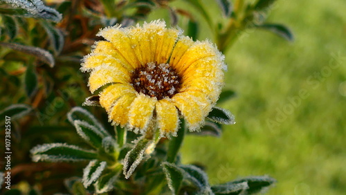 Morgenfrost auf Blüte der Goldtaler Blume (Asterriscus)  photo