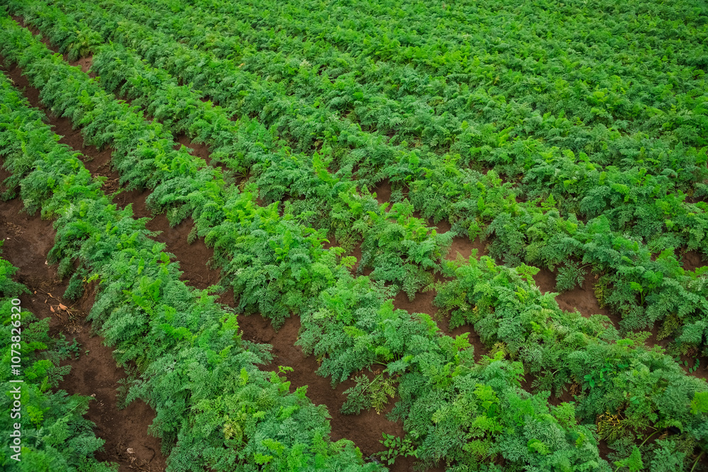 Carrots grow in the field