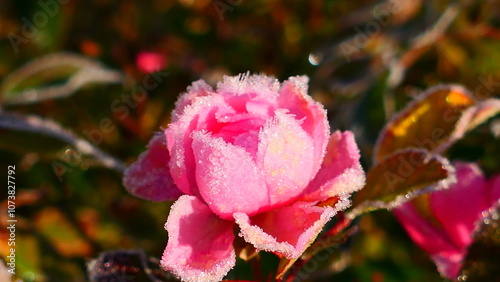 Fototapeta Naklejka Na Ścianę i Meble -  Raureif auf pink farbige Rosenblüte