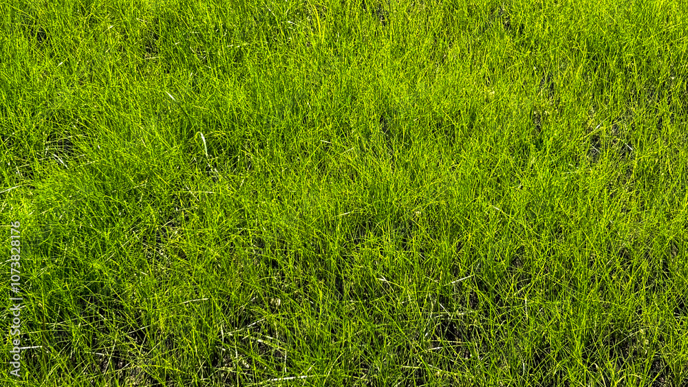 Obraz premium Lush green grass texture in full sunlight, ideal for backgrounds in eco-friendly and gardening projects, showcasing vibrant natural color.