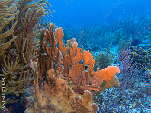 Caribbean coral garden photo