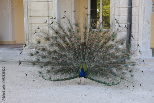 peacock in front of white background