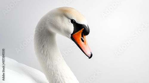 Swan Face Macro Photography on White Background photo