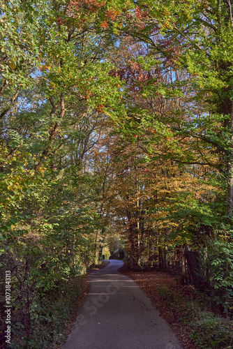 A Serene Pathway Meandering Through Lush and Vibrant Greenery in Natures Embrace