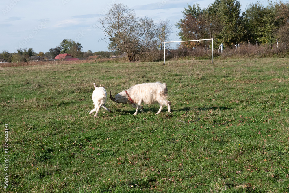 Goats graze on the meadow. Agriculture. Care of goats. Goats graze on the meadow. Agriculture. Care of goats.