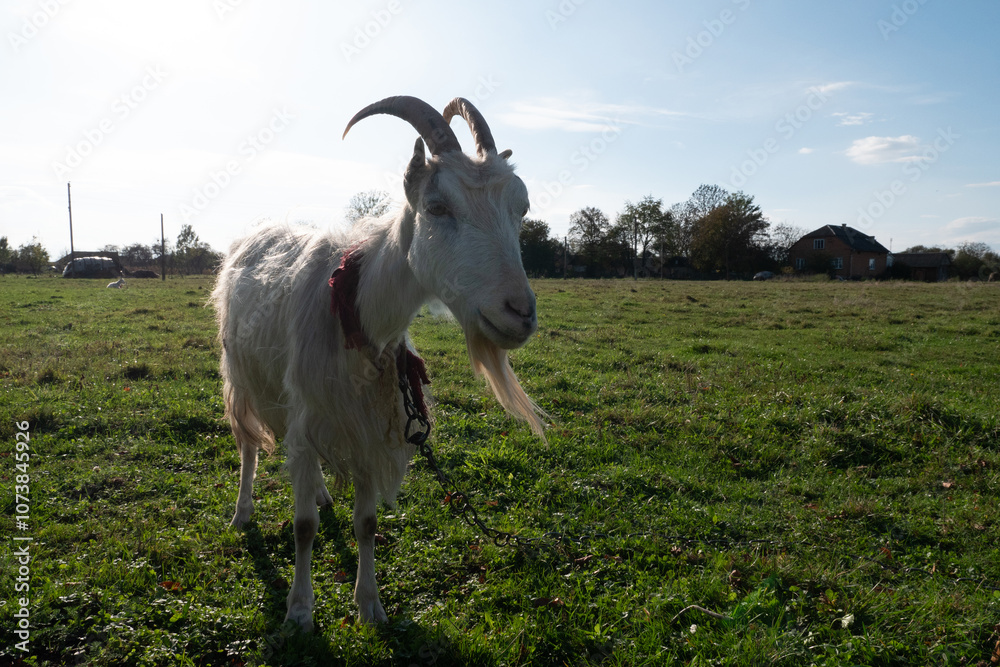 Fototapeta premium Goats graze on the meadow. Agriculture. Care of goats.