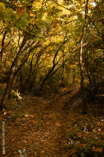 A dirt path covered with autumn leaves winds through a forest with golden foliage