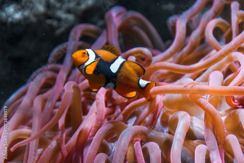 Clownfish in an aquarium with bright light behind it