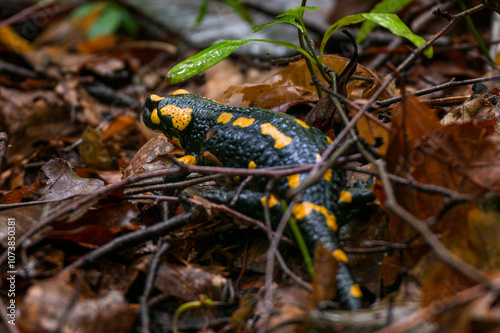 Fire salamander. Salamandra salamandra is a well known salamander species. Close up of black and yellow amphibian in natural habitat, wet autumn forest.