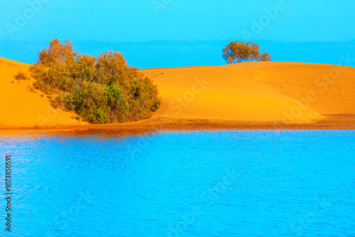 Oasis in dunes of Maspalomas from Gran Canaria, Canary Islands, Spain. Yellow sand dune surrounded by a vast desert landscape under a clear blue sky