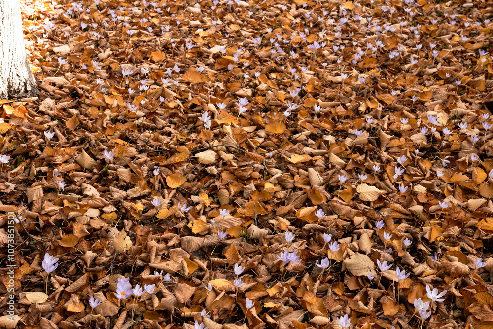 Crocuses Blooming Through Fallen Leaves Crocuses Blooming Through Fallen Leaves