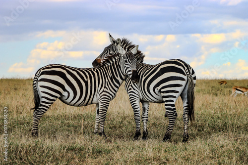 zebra in the wild