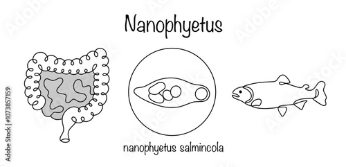 Nanophyetus