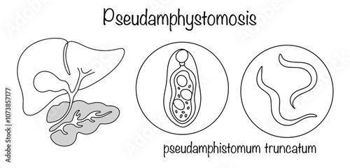Pseudamphystomosis
